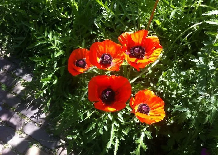 ベッド・アンド・ブレックファスト La-perchade